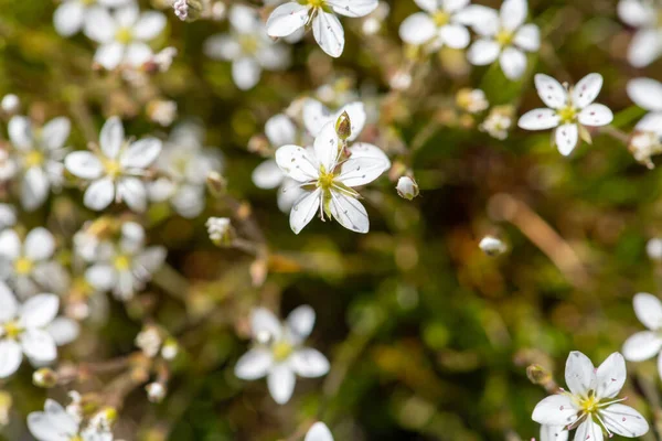 Blühende Blüten Von Bleiwurz Minuartia Verna Großaufnahme — Stockfoto