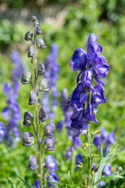 Keşişlerin başlığı (aconitum napellus) çiçek açmış