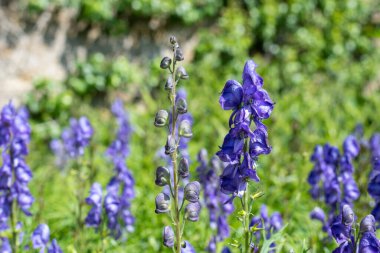 Çiçek açan keşişlerin kaputunu kapat (aconitum napellus)