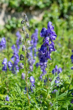 Keşişlerin başlığı (aconitum napellus) çiçek açmış