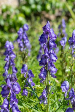 Keşişlerin başlığı (aconitum napellus) çiçek açmış