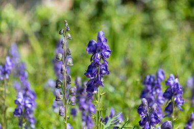 Çiçek açan keşişlerin kaputunu kapat (aconitum napellus)