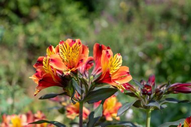Peru zambaklarına (alstroemeria) çiçek açarken yaklaş
