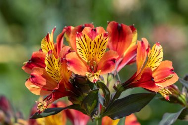 Peru zambaklarına (alstroemeria) çiçek açarken yaklaş