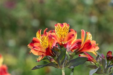 Peru zambaklarına (alstroemeria) çiçek açarken yaklaş
