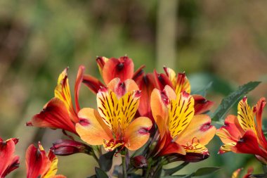Peru zambaklarına (alstroemeria) çiçek açarken yaklaş