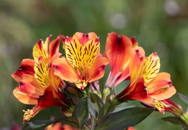 Peru zambaklarına (alstroemeria) çiçek açarken yaklaş