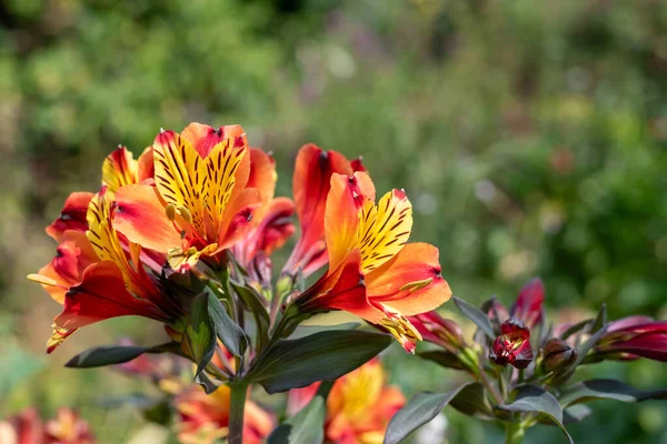 stock image Close up of Peruvian lilies (alstroemeria) in bloom