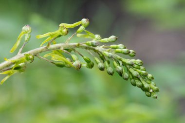 Yaygın bir twayblade (neottia ovata) orkidesini kapat