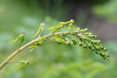 Yaygın bir twayblade (neottia ovata) orkidesini kapat