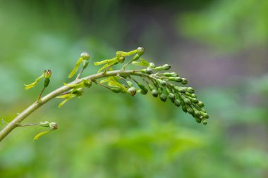 Yaygın bir twayblade (neottia ovata) orkidesini kapat