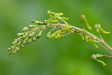 Yaygın bir twayblade (neottia ovata) orkidesini kapat