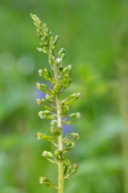 Yaygın bir twayblade (neottia ovata) orkidesini kapat
