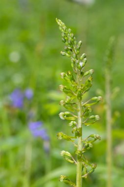 Yaygın bir twayblade (neottia ovata) orkidesini kapat