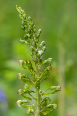 Yaygın bir twayblade (neottia ovata) orkidesini kapat