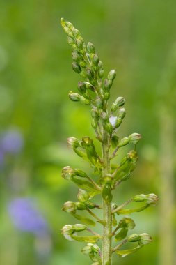 Yaygın bir twayblade (neottia ovata) orkidesini kapat