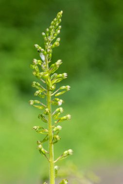 Yaygın bir twayblade (neottia ovata) orkidesini kapat