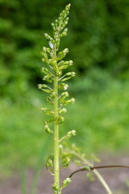 Yaygın bir twayblade (neottia ovata) orkidesini kapat