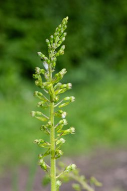 Yaygın bir twayblade (neottia ovata) orkidesini kapat