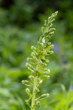 Yaygın bir twayblade (neottia ovata) orkidesini kapat