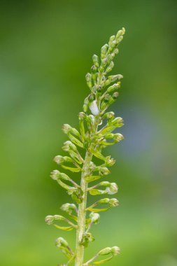 Yaygın bir twayblade (neottia ovata) orkidesini kapat