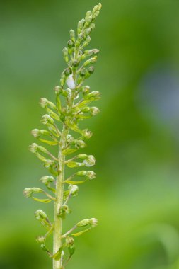 Yaygın bir twayblade (neottia ovata) orkidesini kapat