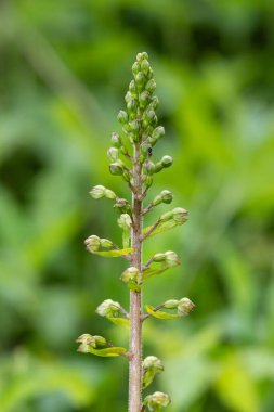 Yaygın bir twayblade (neottia ovata) orkidesini kapat