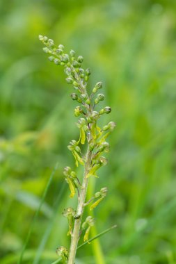 Yaygın bir twayblade (neottia ovata) orkidesini kapat