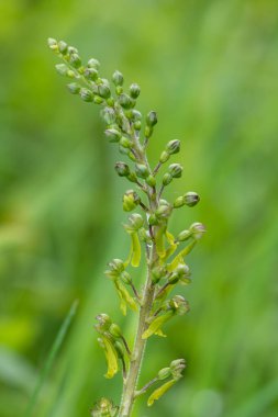 Yaygın bir twayblade (neottia ovata) orkidesini kapat