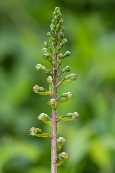 stock image Close up of a common twayblade (neottia ovata) orchid