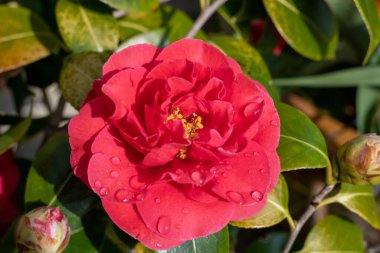Yaygın kamelya çiçeğinin (kamelya japonica) açılışını kapat