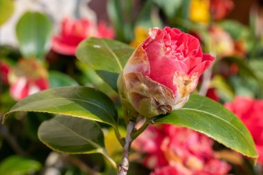 Yaygın kamelya çiçeğinin (kamelya japonica) açılışını kapat