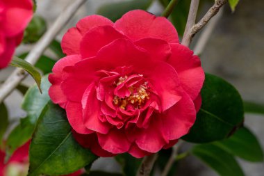 Yaygın kamelya çiçeğinin (kamelya japonica) açılışını kapat