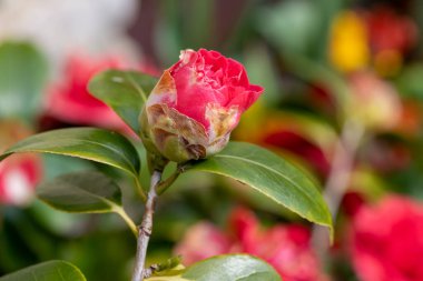 Yaygın kamelya çiçeğinin (kamelya japonica) açılışını kapat