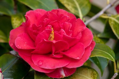 Yaygın kamelya çiçeğinin (kamelya japonica) açılışını kapat