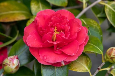 Yaygın kamelya çiçeğinin (kamelya japonica) açılışını kapat