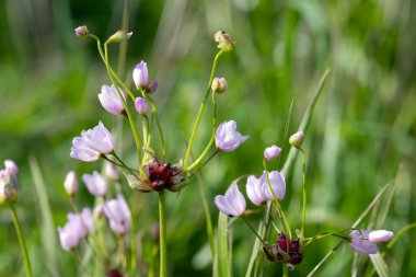 Gül sarımsağı (allium roseum) çiçeklerinin açılışını kapat