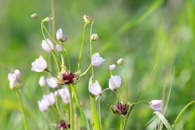 Gül sarımsağı (allium roseum) çiçeklerinin açılışını kapat