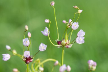 Gül sarımsağı (allium roseum) çiçeklerinin açılışını kapat