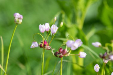 Gül sarımsağı (allium roseum) çiçeklerinin açılışını kapat