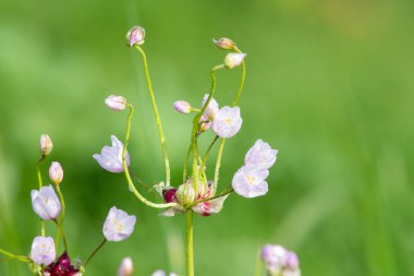 Gül sarımsağı (allium roseum) çiçeklerinin açılışını kapat