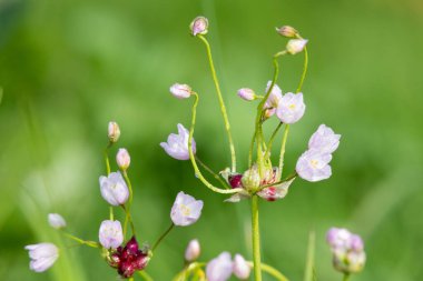Gül sarımsağı (allium roseum) çiçeklerinin açılışını kapat