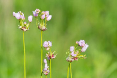 Gül sarımsağı (allium roseum) çiçeklerinin açılışını kapat