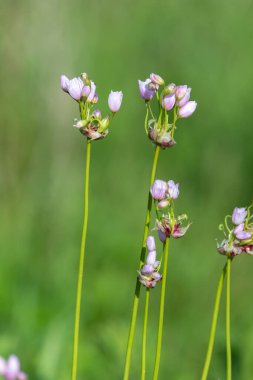 Gül sarımsağı (allium roseum) çiçeklerinin açılışını kapat