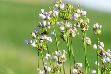 Gül sarımsağı (allium roseum) çiçeklerinin açılışını kapat