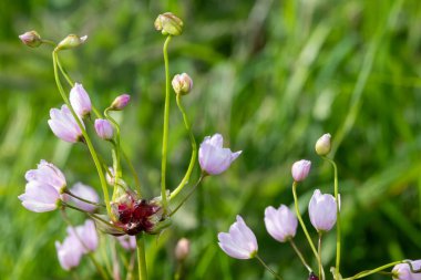 Gül sarımsağı (allium roseum) çiçeklerinin açılışını kapat