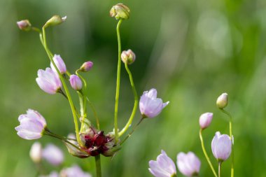 Gül sarımsağı (allium roseum) çiçeklerinin açılışını kapat
