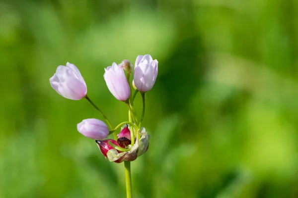 Квіти Трояндового Часнику Allium Roseum Розквітають — стокове фото