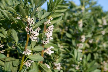 Geniş bir fasulye (vicia fabia) çiçeğinin üzerindeki çiçekleri kapat