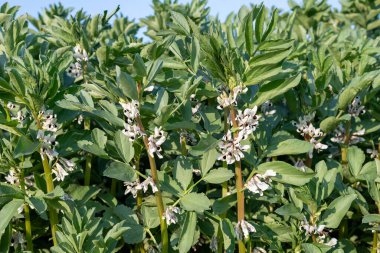 Geniş bir fasulye (vicia fabia) çiçeğinin üzerindeki çiçekleri kapat